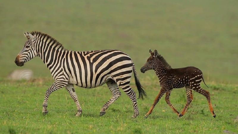 Malenka Zebra Narodilas Z Krapochkami Zamist Smuzhok I Take Buvaye Duzhe Ridko Lyuks Fm