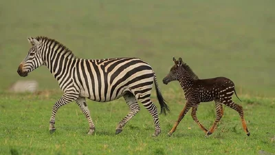 Маленькая зебра родилась с точечками вместо полосок, и такое бывает очень редко