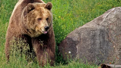 Це відео з бійкою величезних ведмедів нагадує розбірку двох хуліганів "на районі"