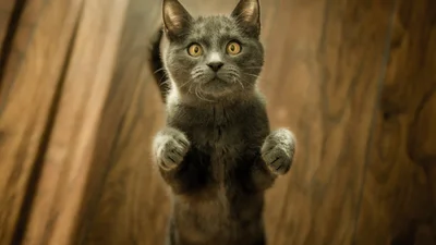 Неуклюжий котик не умеет прыгать, но его попытки очень смешные