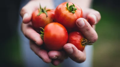 Неочікуване відкриття: щоденне вживання томатів підвищує якість сперми