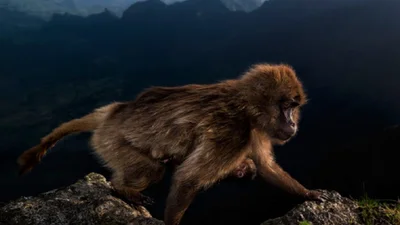 Тварини у всій красі: головний конкурс фотографії дикої природи оголосив переможців