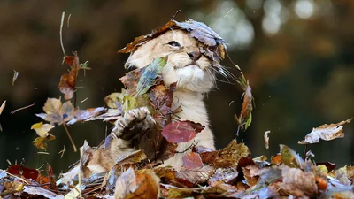 Фотосессия маленького львенка с осенними листочками - это самое милое, что вы видели