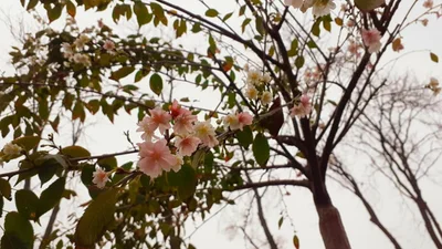 В Киеве зацвела сакура