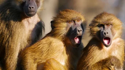 Ученые нашли место на нашей планете, где зародилось человечество