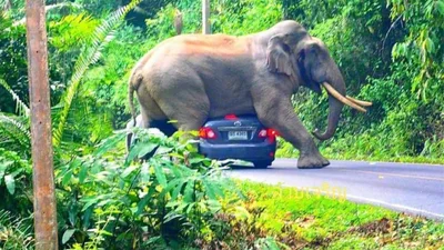 Слон втомився і вирішив прилягти на машину з туристами, через що став зіркою Інтернету
