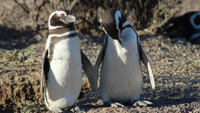 Історія продовжується: парочка пінгвінів-геїв готується стати багатодітною сімейкою