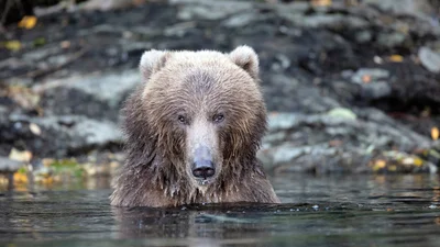 Медведи залезли в спа, чтобы поплавать в бассейне - они знают толк в развлечениях
