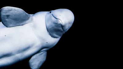Видео дня: гигантская белуха играет в мяч с моряками