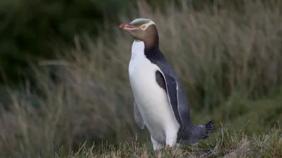 У Новій Зеландії назвали птаха року, і ним став чарівний пінгвінчик