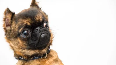 В Японії можна зняти номер в готелі за $1, але є до біса дивна умова