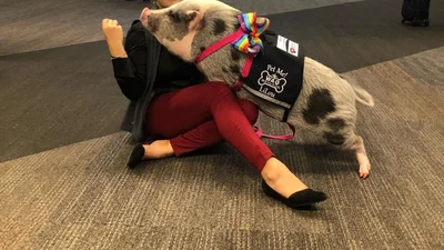 В аэропорту Сан-Франциско теперь работает свинья, которая мгновенно стала звездой