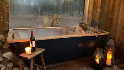 Уникальные ощущения: открыли отель, в котором твоими соседями будут львы и другие звери