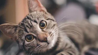 Відео дня: рудий кіт навчився говорити "привіт" і хвалиться цим на камеру
