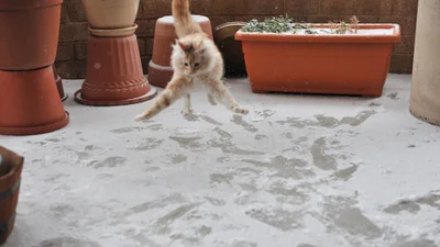 Эпические фото котиков, которые впервые видят снег и не в восторге от него