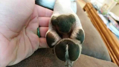 Юзеры сравнивают подушечки собачьих лапок с маленькими коалами, и они реально похожи