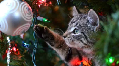 Котики-хулиганы занимаются любимым новогодним делом - свержением елок