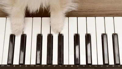 Котик вирішив крадькома зіграти кльову мелодію на синтезаторі, але люди його підловили