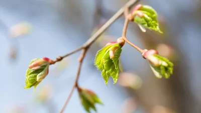 Во Львове посреди зимы расцвели деревья
