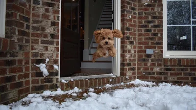 Забавные фото собак, которые впервые видят снег и не могут сдержать эмоций