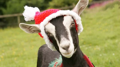 Забавные животные в костюмах Санта Клауса сделают вашу жизнь ярче