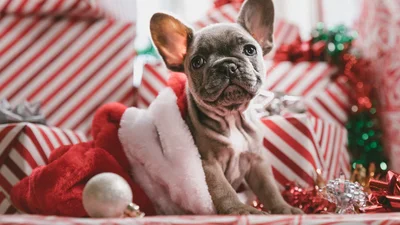 Собакам разрешили самим выбирать себе подарки на Рождество - их реакция бесценна