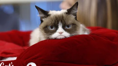 Девушка выяснила, почему ее котик грустит – причина рассмешила весь интернет