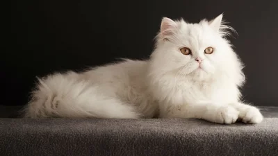 У США знайшли найпухнастішого котика в світі – ти розтанеш від побаченого