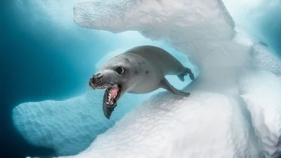Другой мир: потрясающие фото победителей конкурса подводной съемки