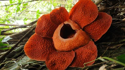 Знайшли найбільшу квітку у світі, і це справжня рослина-монстр