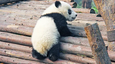 Мама-панда испугалась из-за неуклюжего малыша