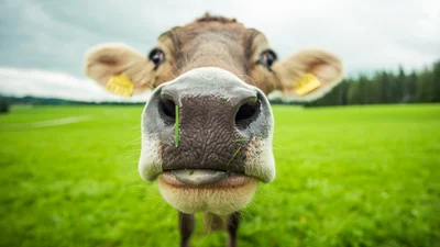 Корови муканням розповідають одне одному про почуття