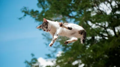 Люди перевірили, чи завжди коти приземляються на лапи – пухнастики не в захваті від цього