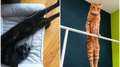 Эти фото доказывают, что коты умеют растягиваться до бесконечности
