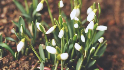 Выходные дни в марте 2020 - государственные праздники в Украине