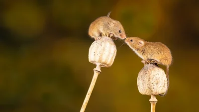 Битва мышей в метро стала лучшим фото дикой природы