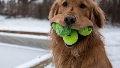 Претендует на рекорд: в США пес сунул в пасть сразу шесть теннисных мячей (видео)