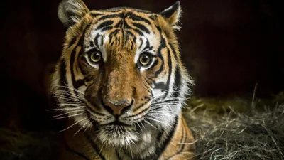 Страшно милашно: тигр погнался за туристическим автобусом, чтобы поиграть (видео)