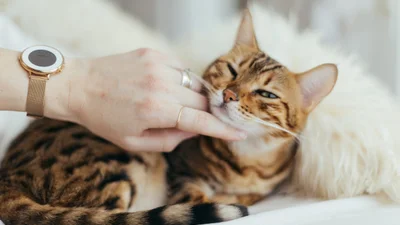 Пухнасте щастя: ось скільки треба гладити котика, щоб побороти стрес