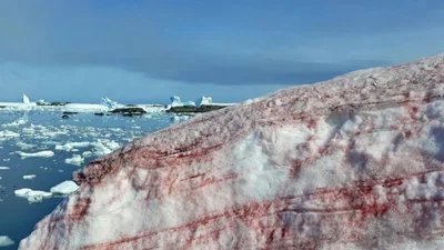 На грани фантастики: в Антарктиде внезапно покраснел снег