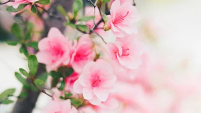 З першим днем весни: картинки і прикольні гіфки