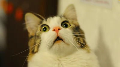 Фотограф поделился забавными кадрами в стиле "показалось", которые вызовут у тебя истерику