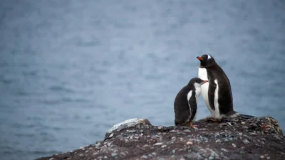 В Антарктиді на місці розталого льодовика знайшли новий острів