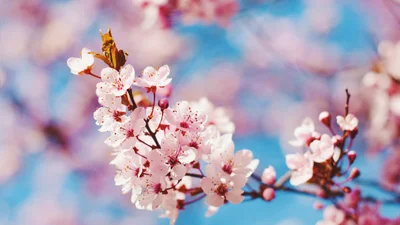 Веселі речі, які кожен повинен зробити у перший день весни