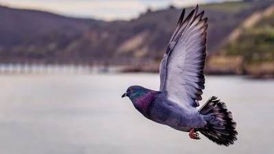 Видео дня: голуби пробрались в самолет и устроили там настоящий хаос