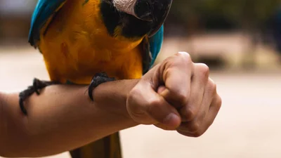 Ученые сыграли с попугаями в азартную игру и поняли, что птицы имеют логику