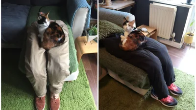 Гениальное изобретение: хозяева сделали фейковые ноги, чтобы обмануть своего кота