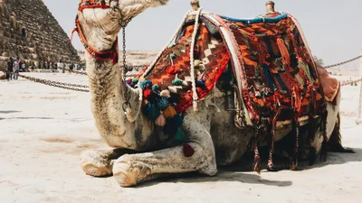 Отакої: в Єгипті запровадили туристичні візи