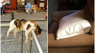25 забавных фото о том, что наглые коты могут спать где угодно