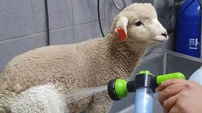 Фото дня: овца, которую выкупали, стала звездой сети